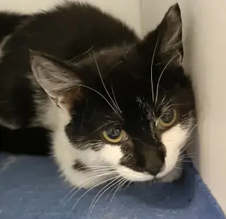 Monty - KBC (bonded with Jeannae)