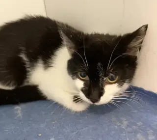 Monty - KBC (bonded with Jeannae)