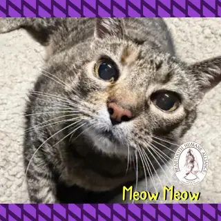 Meow Meow
