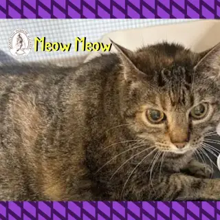 Meow Meow