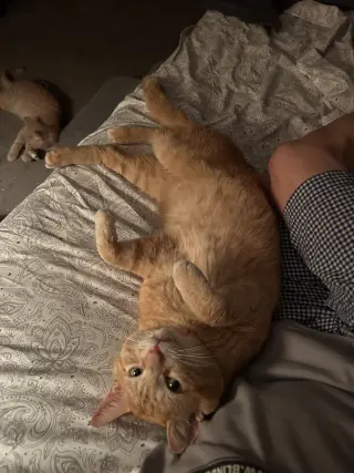 Jimmy