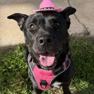 Bella