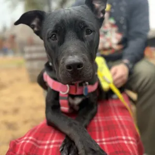 Bella