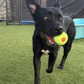 Bella