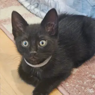 Sable