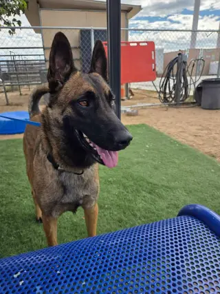Molly - located in MO