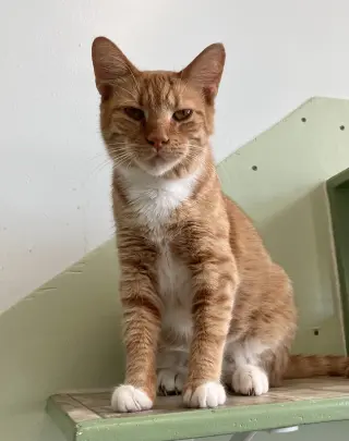 Kiki