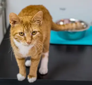 Kiki