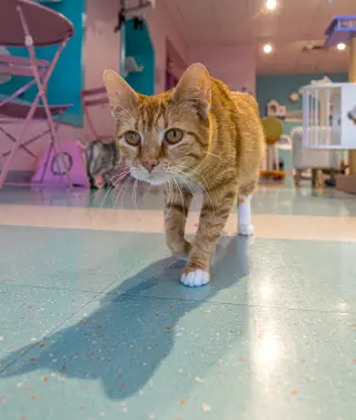 Kiki