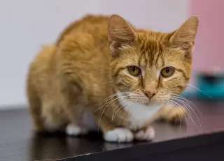 Kiki