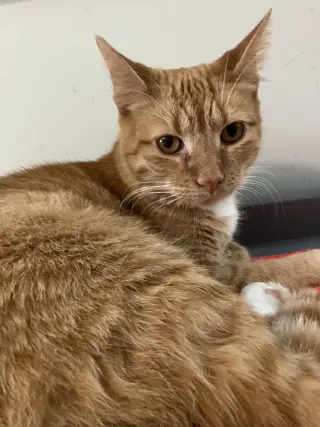 Kiki