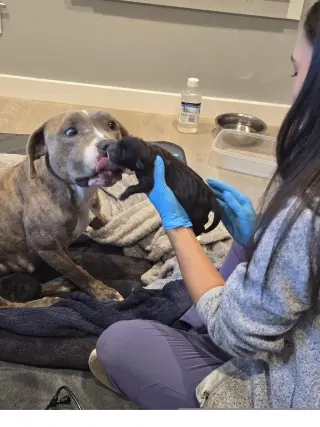 Lena