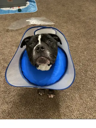 Moe