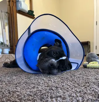 Moe