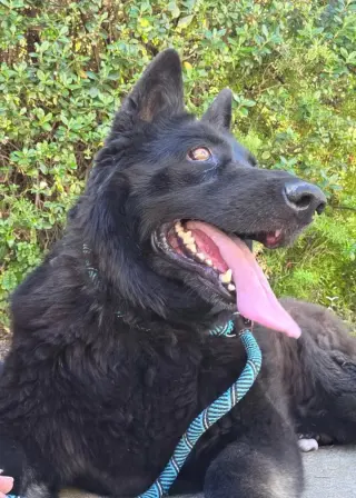 Bella