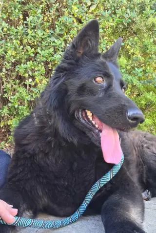 Bella