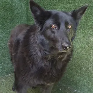 Bella