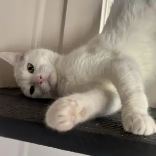 Diva