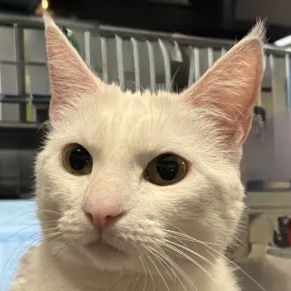 Diva