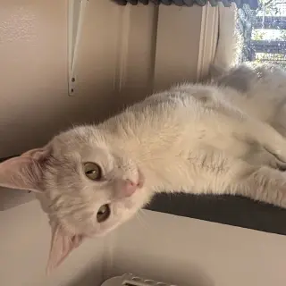 Diva