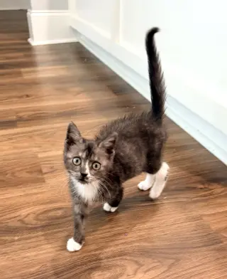 Catspiracy (Available for pre-adoption)