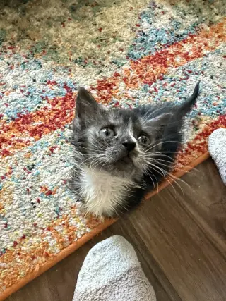 Catspiracy (Available for pre-adoption)