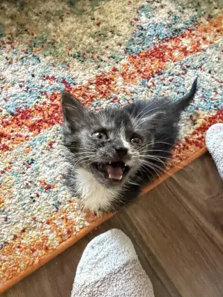 Catspiracy (Available for pre-adoption)