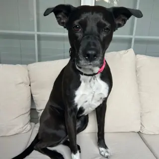 Cali