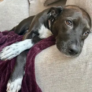 Cali