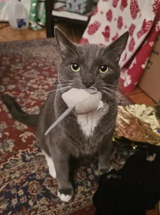 Bruce