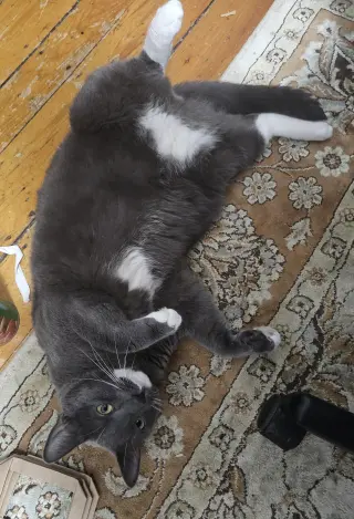 Bruce