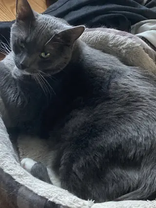 Bruce