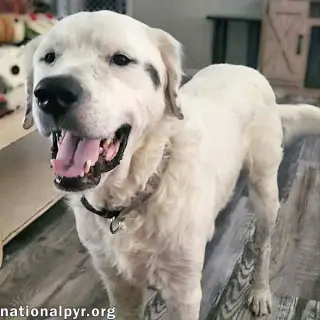Oscar in LA - Lovable & Loyal!
