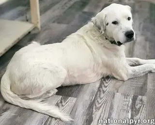 Oscar in LA - Lovable & Loyal!