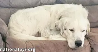 Oscar in LA - Lovable & Loyal!