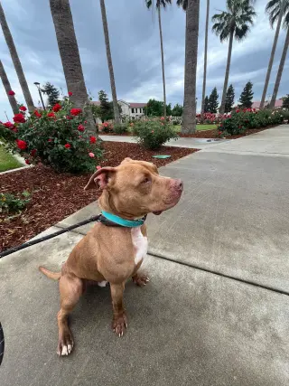 Rusty