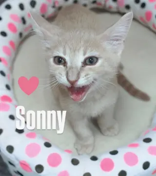 Sonny