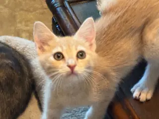 Sonny