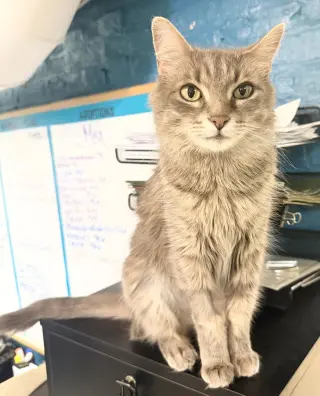 Tinker