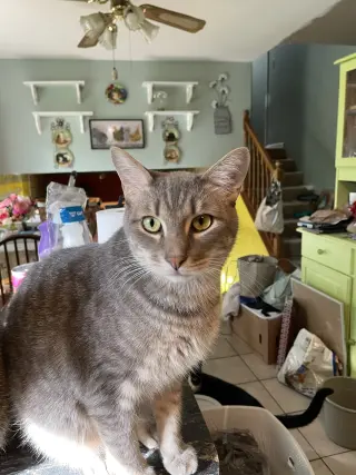 Basil