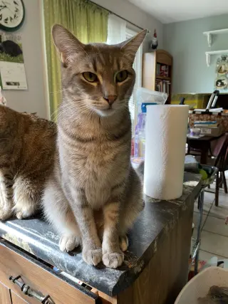 Basil
