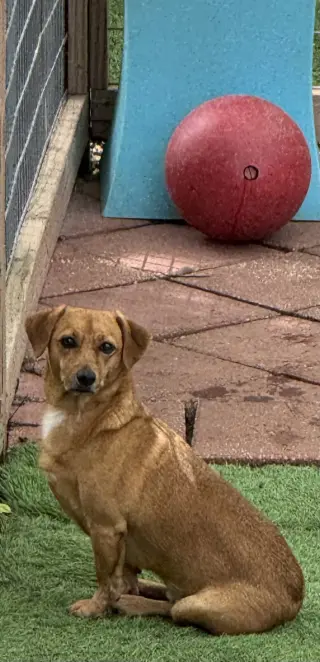 Skippy