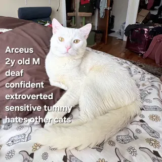 Arceus