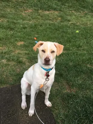 Boomer