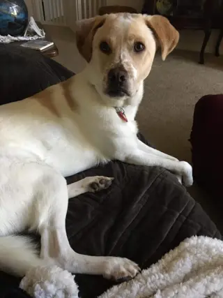 Boomer