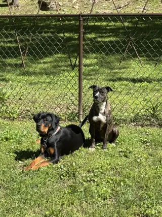 Brinnie (Courtesy)