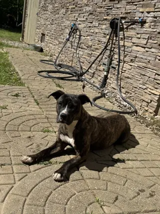 Brinnie (Courtesy)
