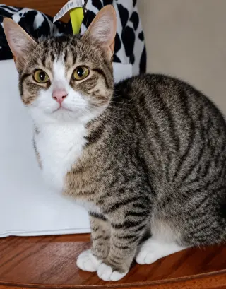 Kitten Eenie