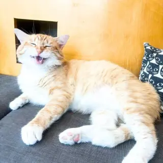 Leopold
