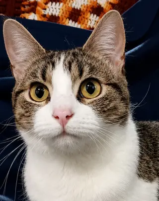 Kitten Stripes